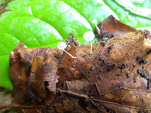 La  Flora  micologica  Alsaziana
